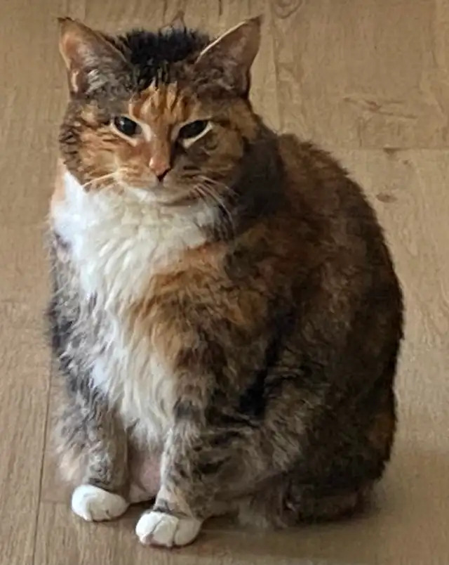 Small dog sitting and overnight care - Photo 2