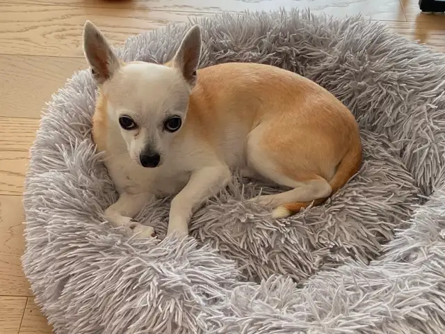 Small dog sitting and overnight care - Photo 3