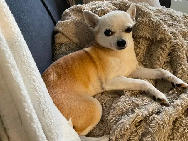 Small dog sitting and overnight care - Photo 4