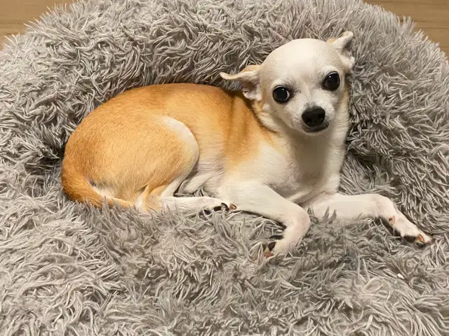 Small dog sitting and overnight care - Photo 5