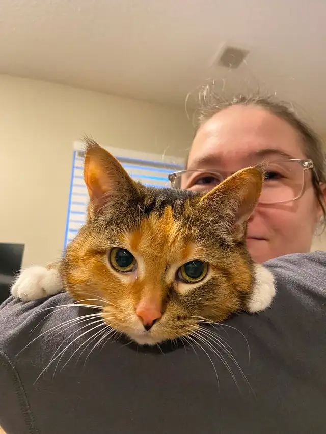 Small dog sitting and overnight care - Photo 6