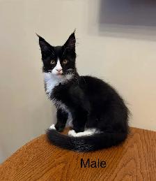 Beautiful purebred Maine Coon kittens - Photo 2