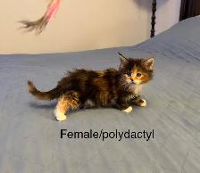 Beautiful purebred Maine Coon kittens - Photo 4