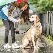 PZRLit USB Rechargeable LED Dog Collar – Blue - Photo 6