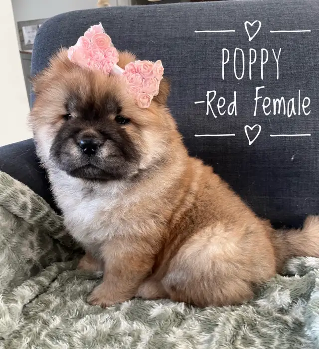 Adorable Purebred Chow Chow Puppies ❤️