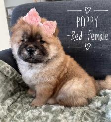 Adorable Purebred Chow Chow Puppies ❤️