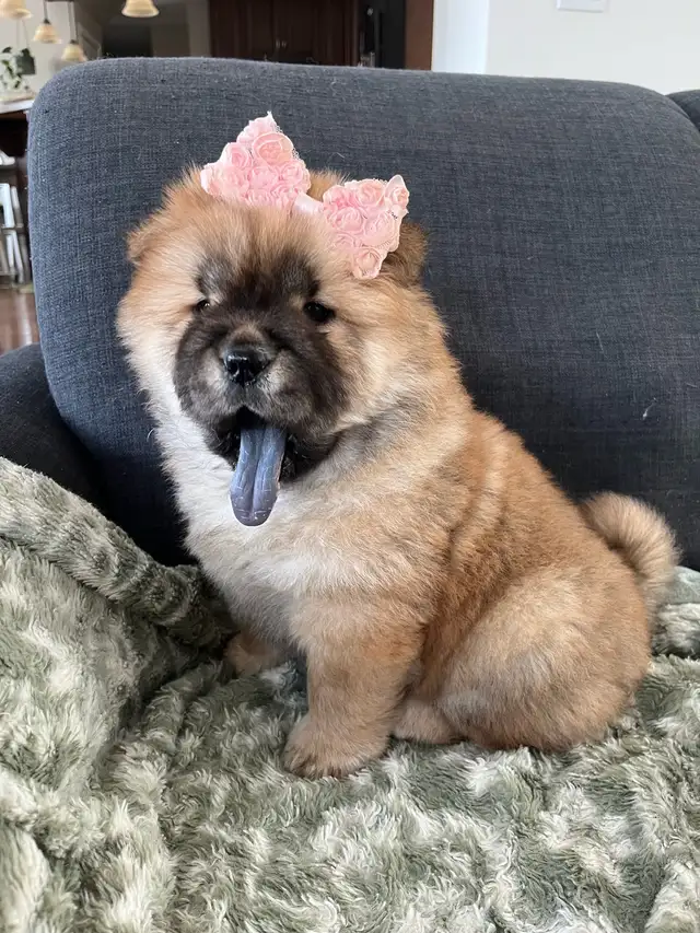 Adorable Purebred Chow Chow Puppies ❤️ - Photo 2
