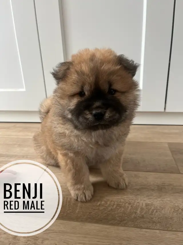 Adorable Purebred Chow Chow Puppies ❤️ - Photo 3