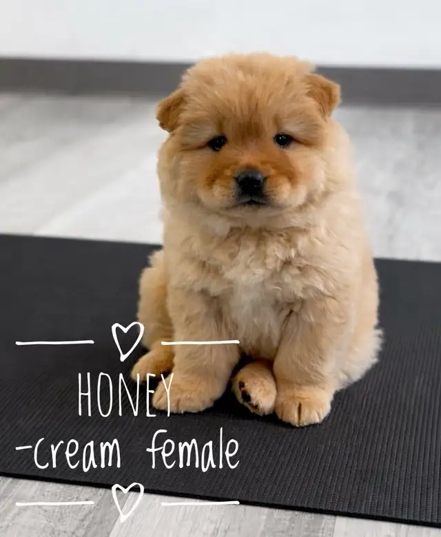 Adorable Purebred Chow Chow Puppies ❤️ - Photo 4