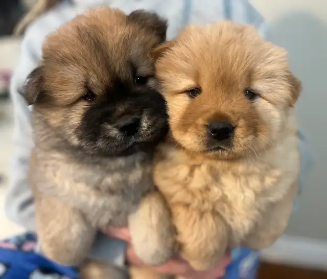 Adorable Purebred Chow Chow Puppies ❤️ - Photo 5