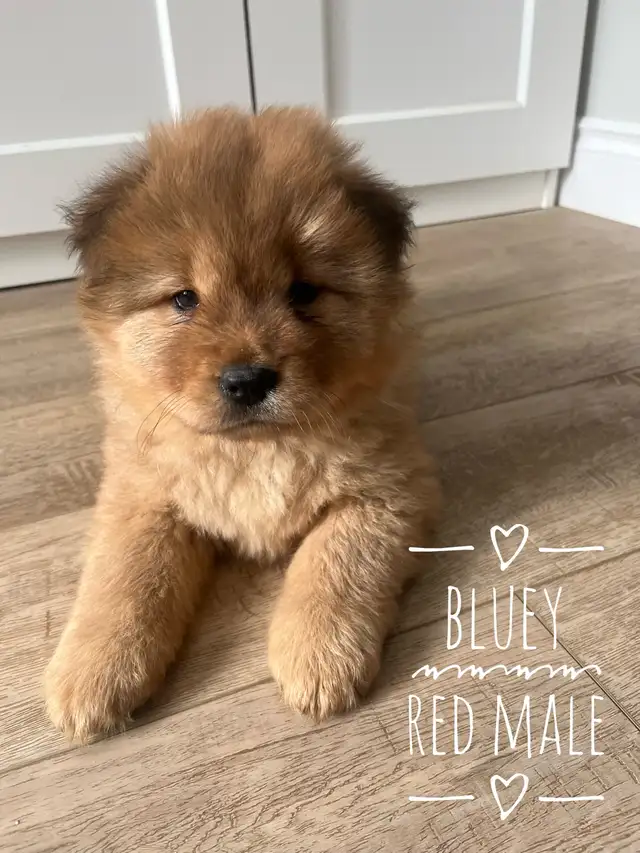 Adorable Purebred Chow Chow Puppies ❤️ - Photo 7
