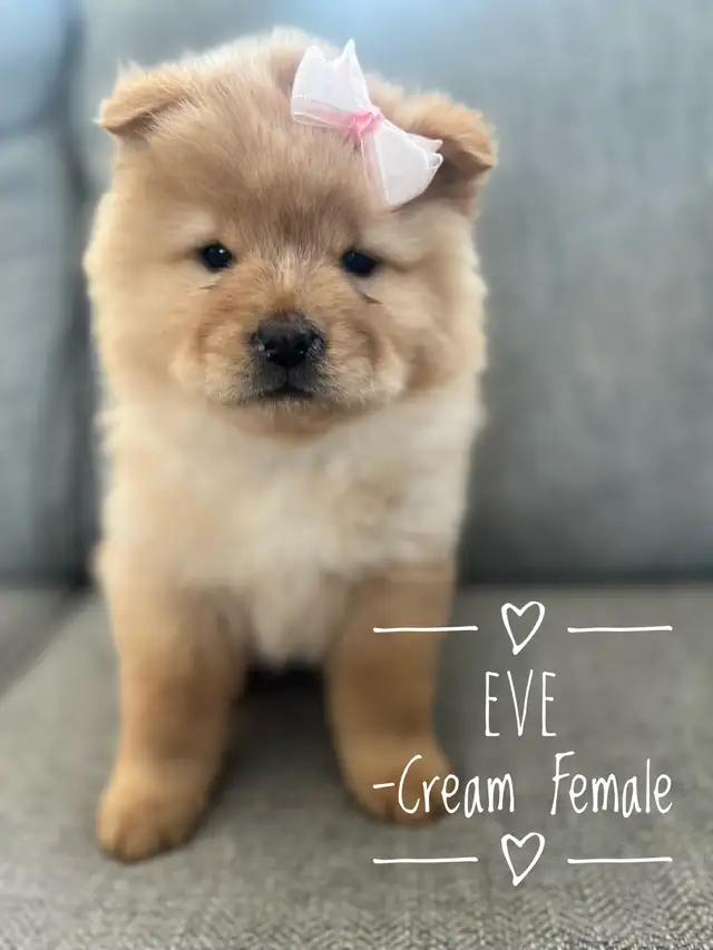 Adorable Purebred Chow Chow Puppies ❤️ - Photo 8