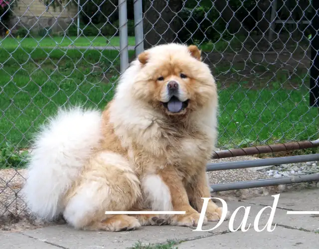 Adorable Purebred Chow Chow Puppies ❤️ - Photo 9