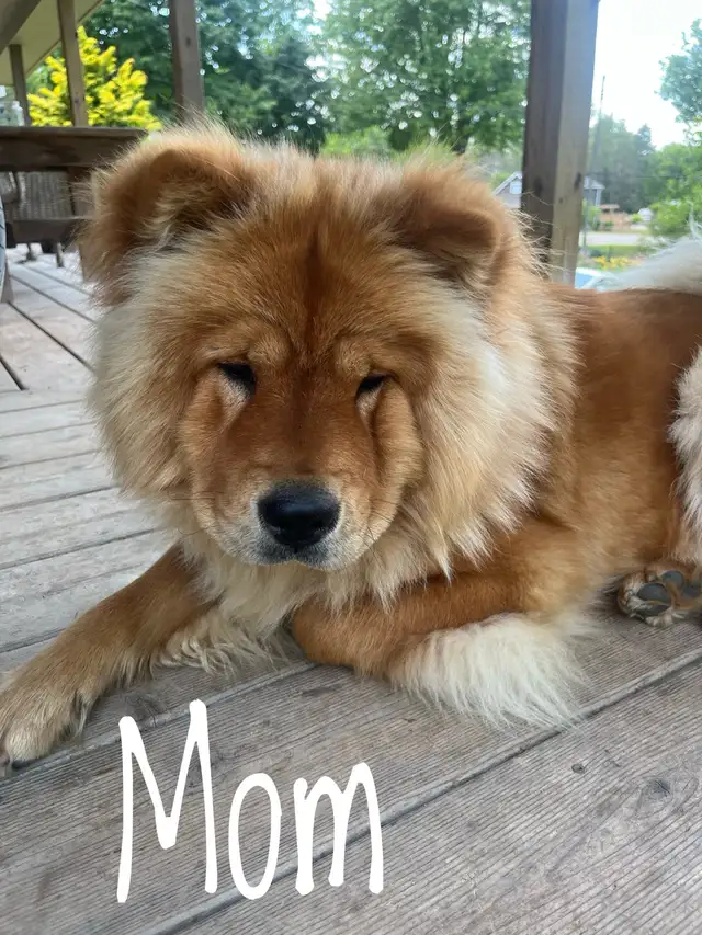 Adorable Purebred Chow Chow Puppies ❤️ - Photo 10