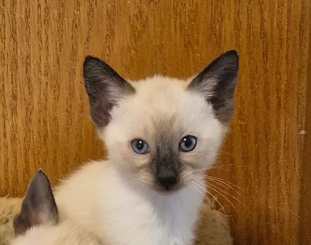 Siamese kittens