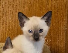 Siamese kittens