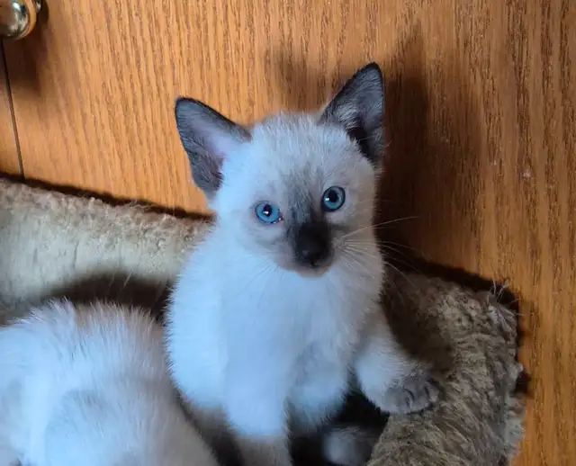 Siamese kittens - Photo 2