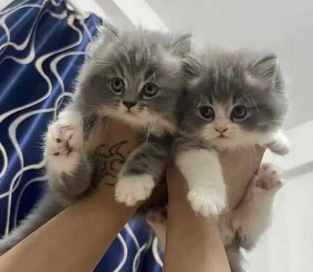 Siberian kittens - Photo 3