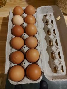 Farm Eggs