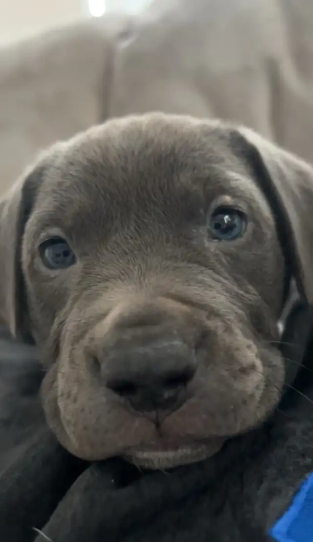 American Bully XL BlueNose