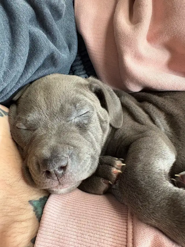 American Bully XL BlueNose - Photo 2