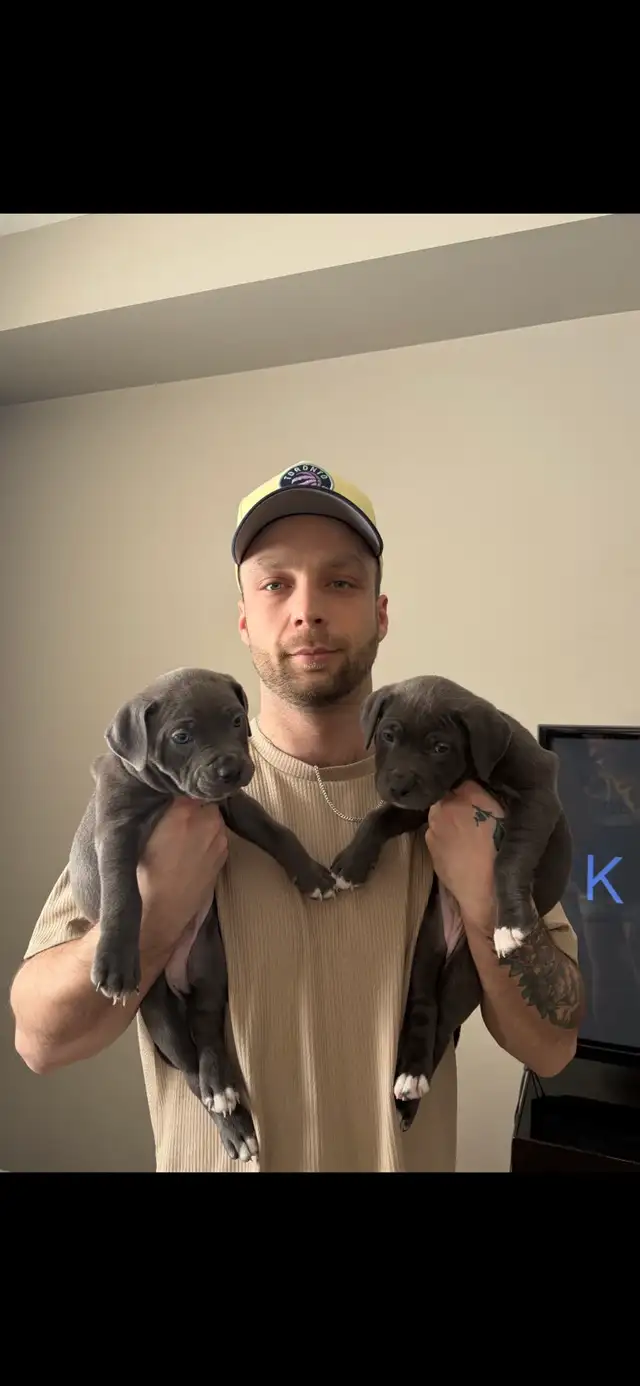 American Bully XL BlueNose - Photo 3