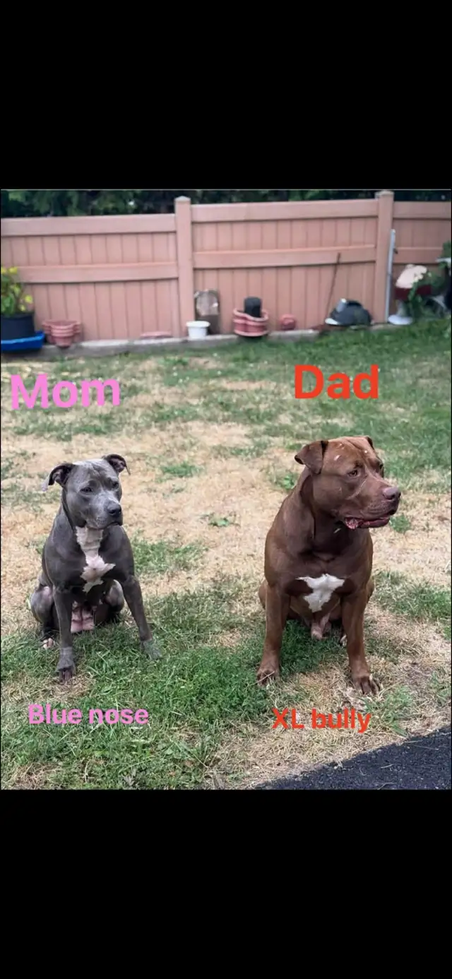 American Bully XL BlueNose - Photo 5