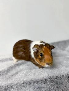 Rascally Rabbit Rescue - Female Guineapig