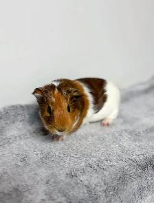 Rascally Rabbit Rescue - Female Guineapig - Photo 2