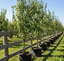 Pear Trees - 7-8ft Tall