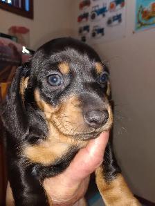 6 adorable dachshund puppies for sale.