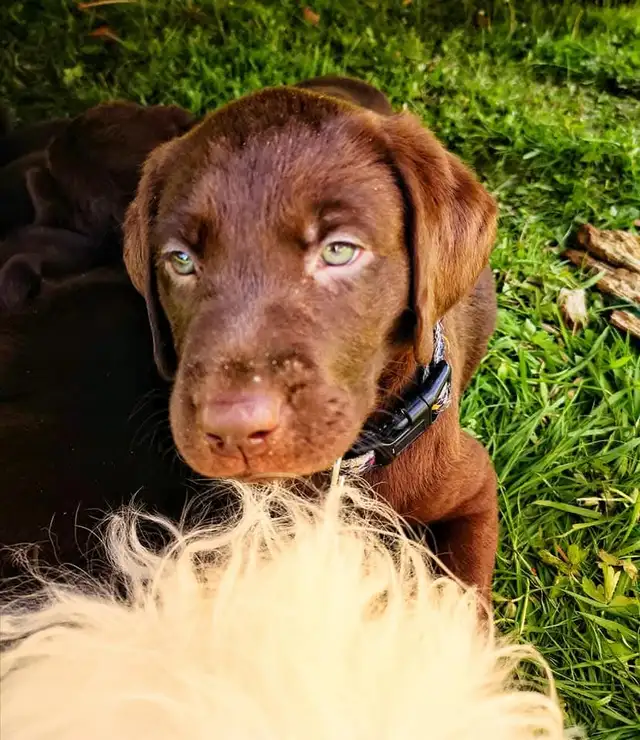 Chiots Labrador chocolat
