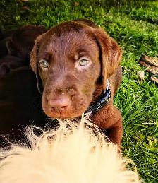 Chiots Labrador chocolat