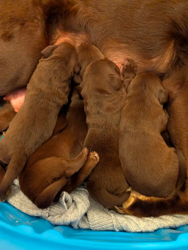 Chiots Labrador chocolat - Photo 2