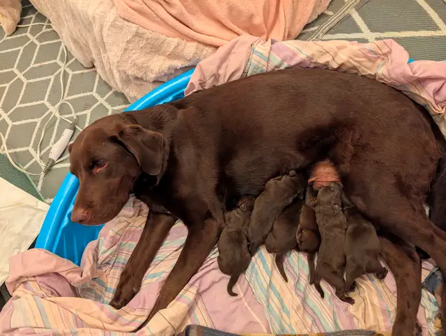 Chiots Labrador chocolat - Photo 3