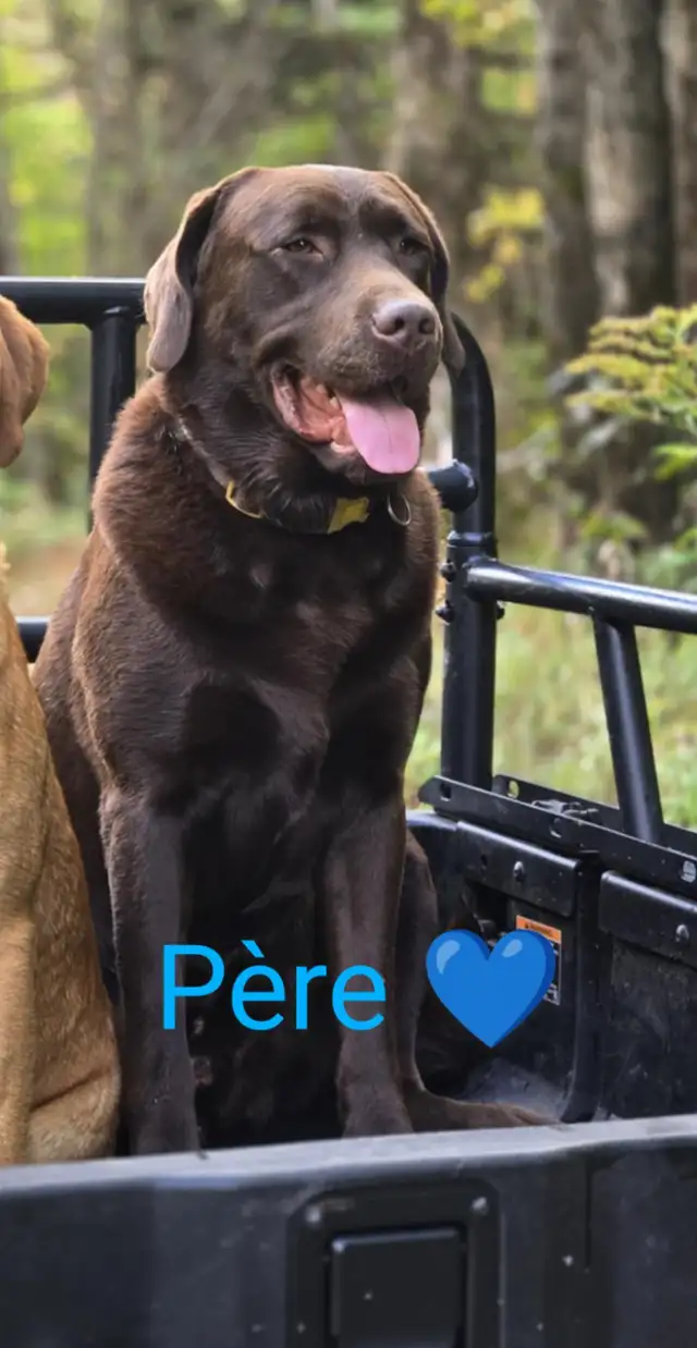 Chiots Labrador chocolat - Photo 4