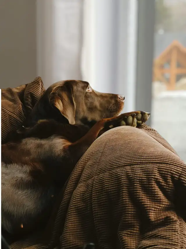 Chiots Labrador chocolat - Photo 5