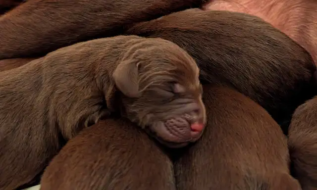 Chiots Labrador chocolat - Photo 6