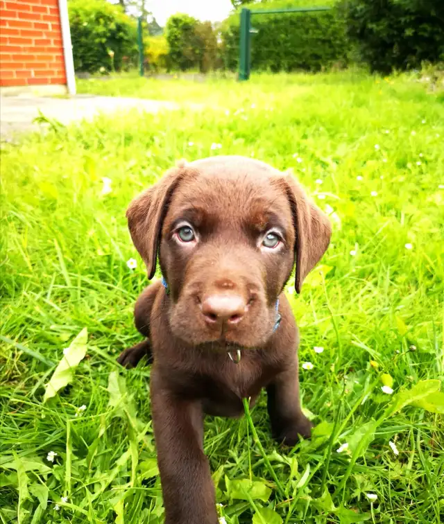 Chiots Labrador chocolat - Photo 7