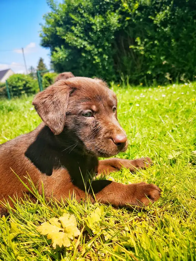 Chiots Labrador chocolat - Photo 8