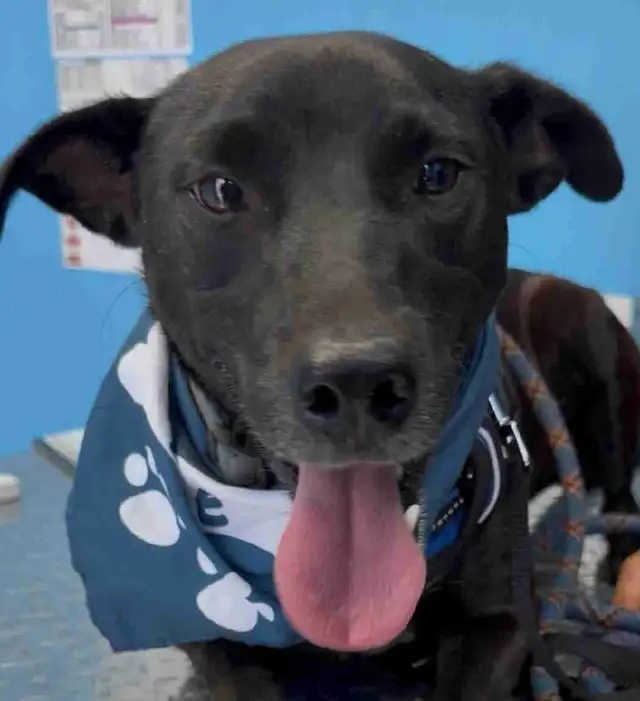 cosmo medium sweet social mexi mix