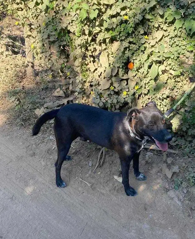 cosmo medium sweet social mexi mix - Photo 3