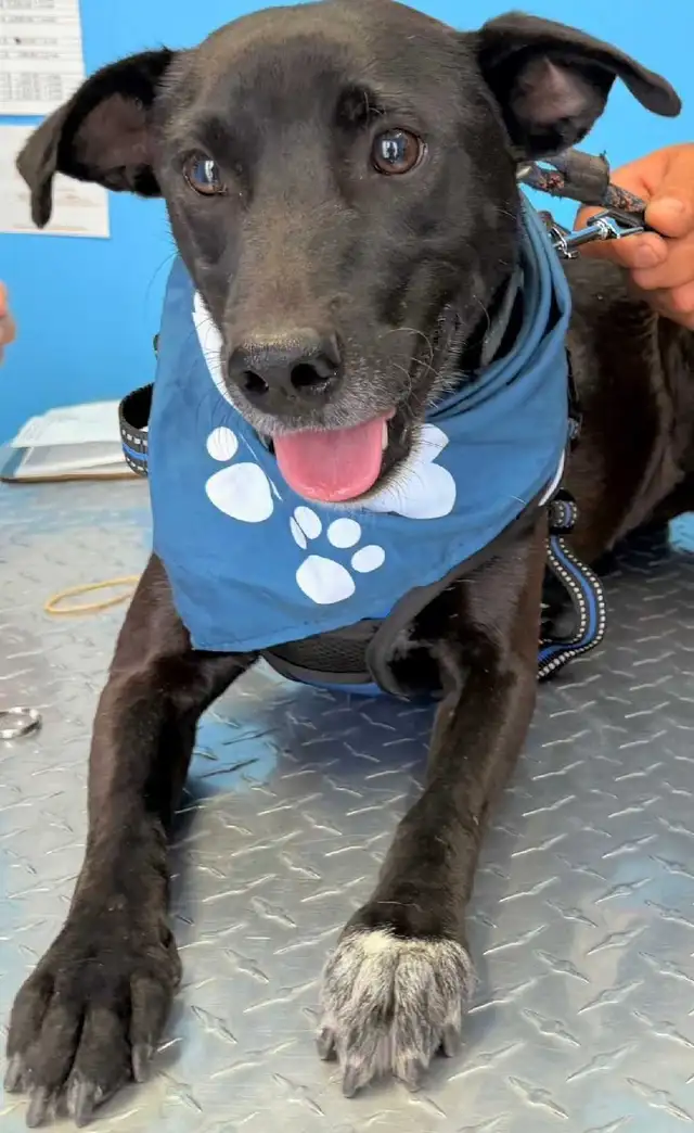 cosmo medium sweet social mexi mix - Photo 6