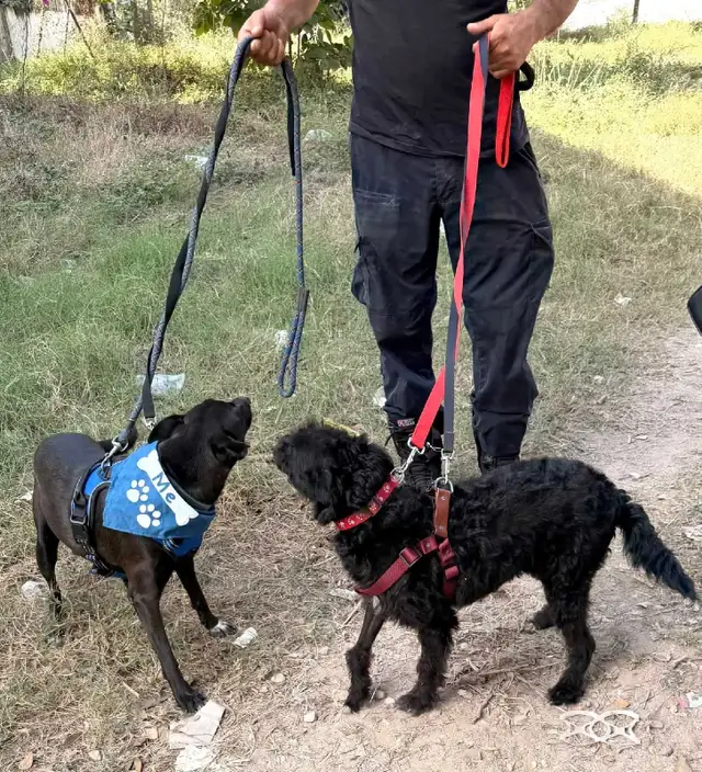 cosmo medium sweet social mexi mix - Photo 7