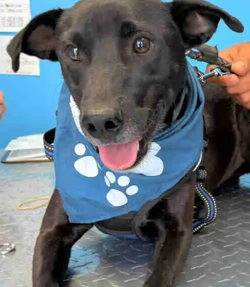 cosmo medium sweet social mexi mix - Photo 8