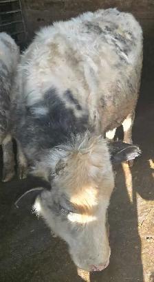 2 Year Old Heifers - Photo 2