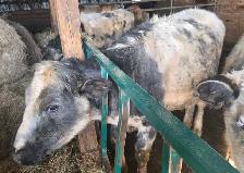 2 Year Old Heifers - Photo 3