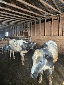 2 Year Old Heifers - Photo 5