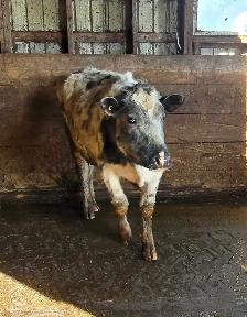 2 Year Old Heifers - Photo 6