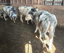 2 Year Old Heifers - Photo 7